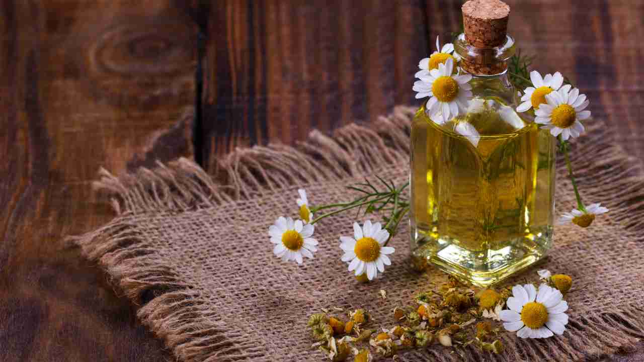 Leia mais sobre o artigo Camomila na Aromaterapia: Um Abraço Tranquilizante da Natureza